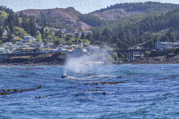 California gray whale spouts outside the harbor at Depoe Bay