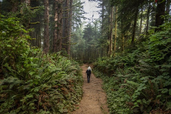 Senior woman hiking in forest with nordic walking poles