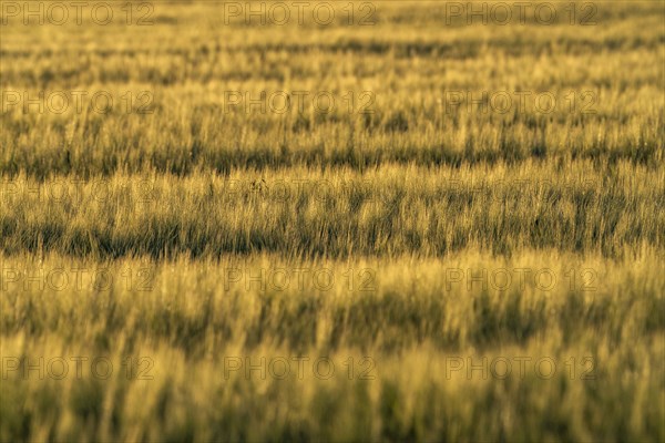 View of green field of growing cereal