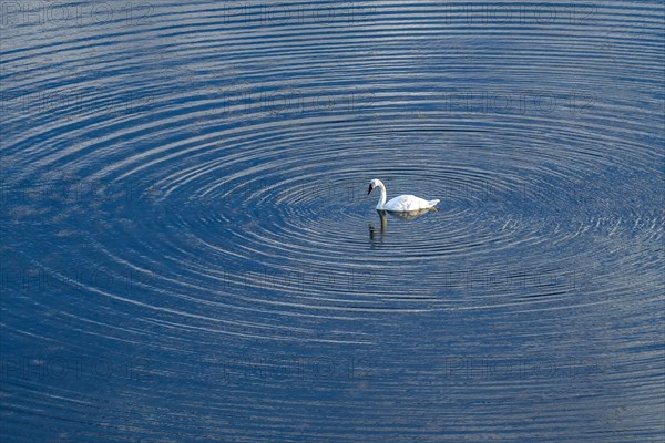 Trumpeter Swan