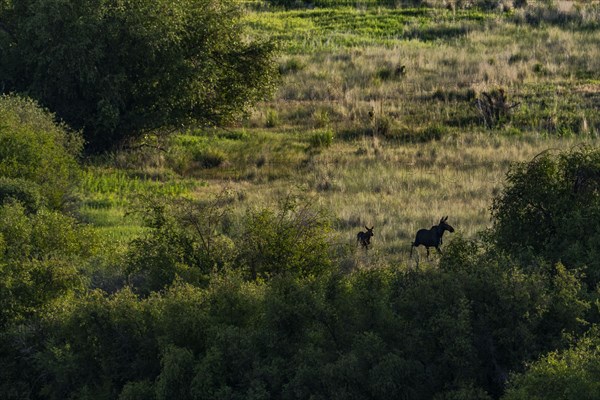 Cow moose