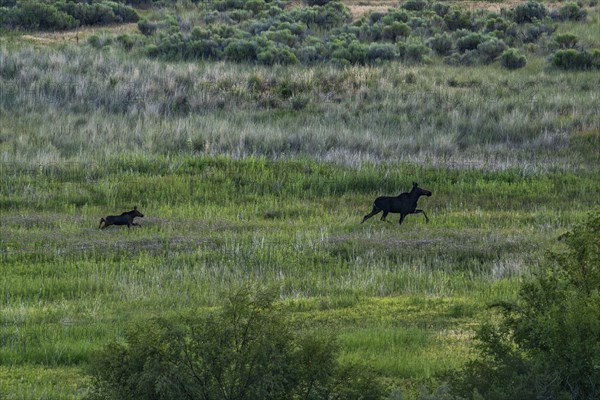 Cow moose