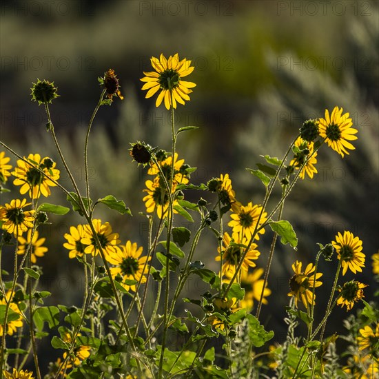 Clump of sunflowers blooming in morning light