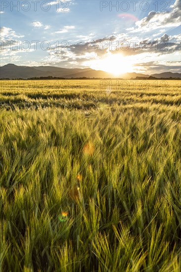 Sun rising over grain fields