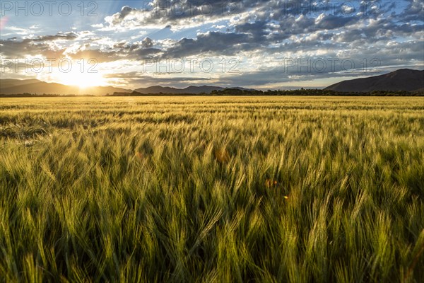 Sun rising over grain fields