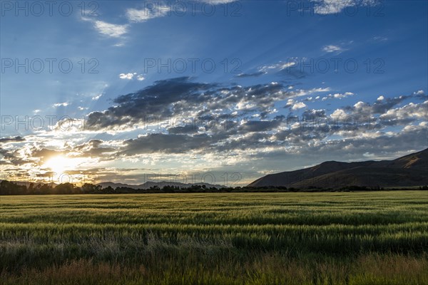 Sun rising over grain fields