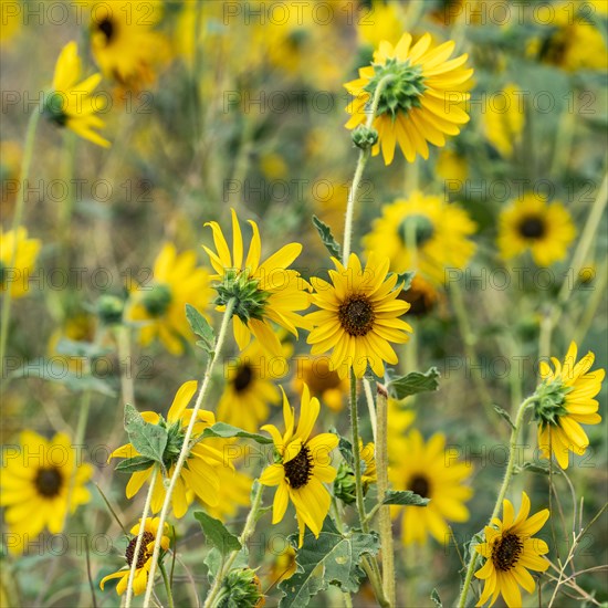 Clump of sunflowers blooming on summer day