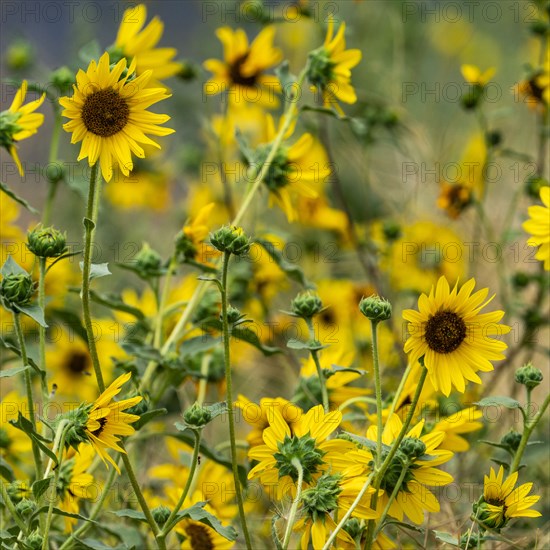 Clump of sunflowers blooming on summer day