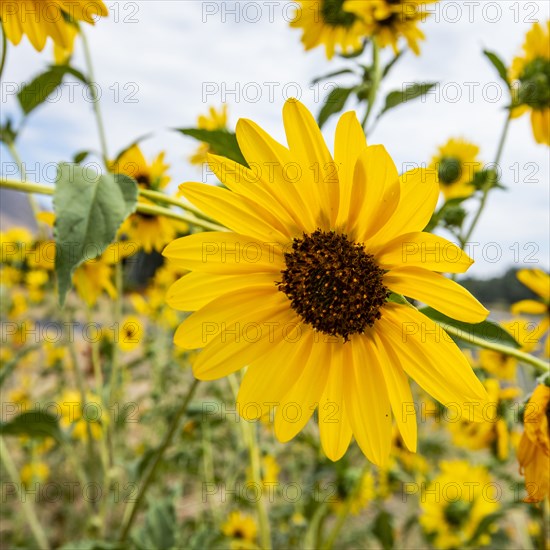 Clump of sunflowers blooming on summer day