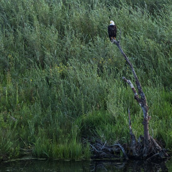 Bald eagle perching in dead tree above creek