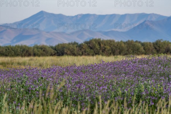 USA Idaho