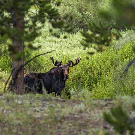 Bull moose grazing in wetlands