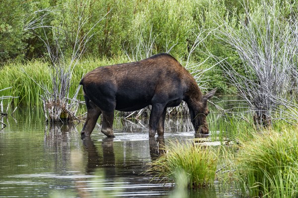 Cow moose drinking water in beaver pond