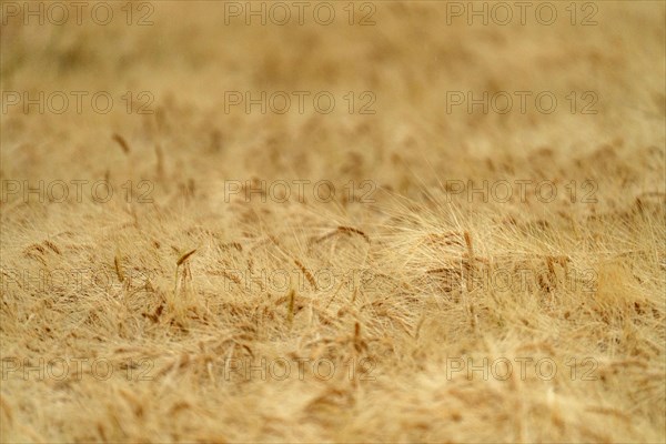 Close-up of grain crops awaiting harvest