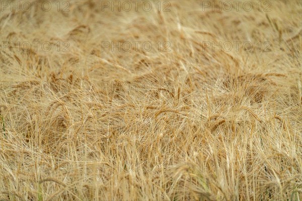 Close-up of grain crops awaiting harvest