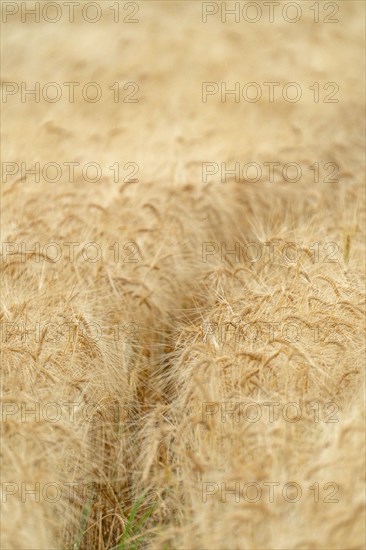 Animal trail in cereal field