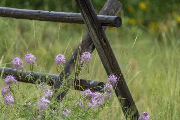 Close-up of pink wildflowers in summer