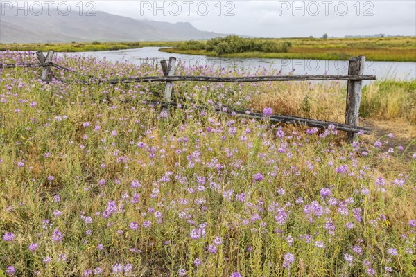 Pink wildflowers and wooden fence along river