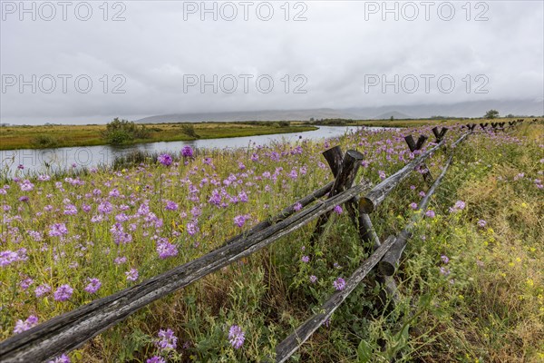 Pink wildflowers and wooden fence along river