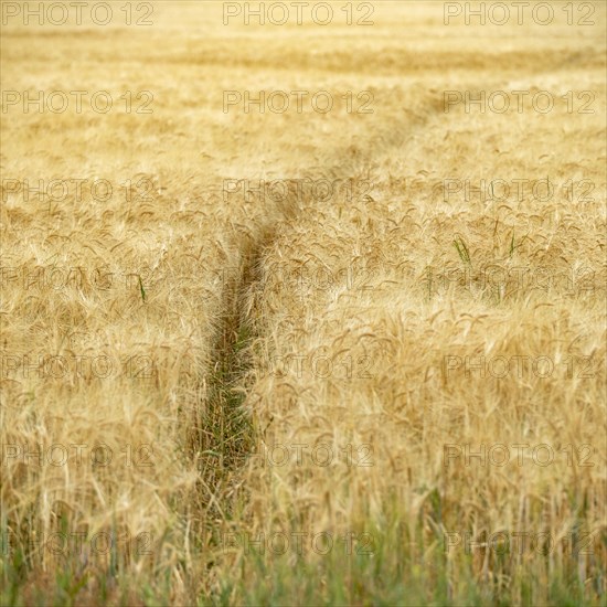 Animal trail in cereal field