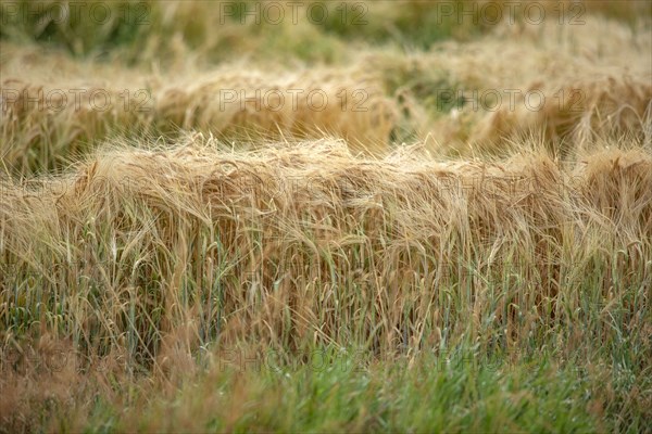 Close-up of cereal field in summer