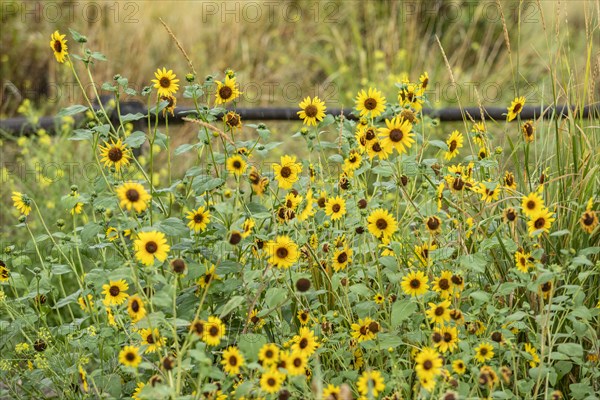 Close-up of blooming yellow wildflowers