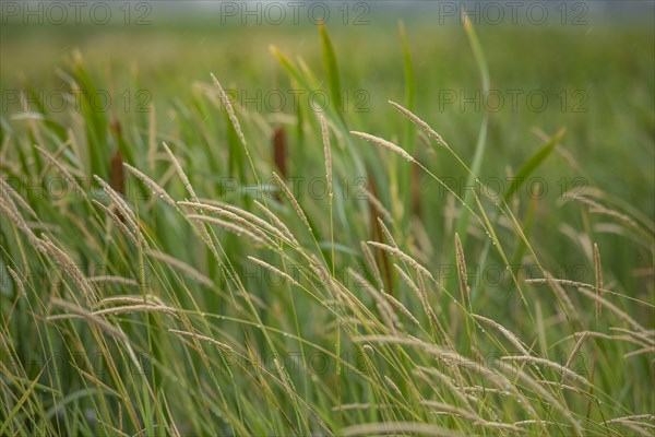 Close-up of cattails growing in marsh