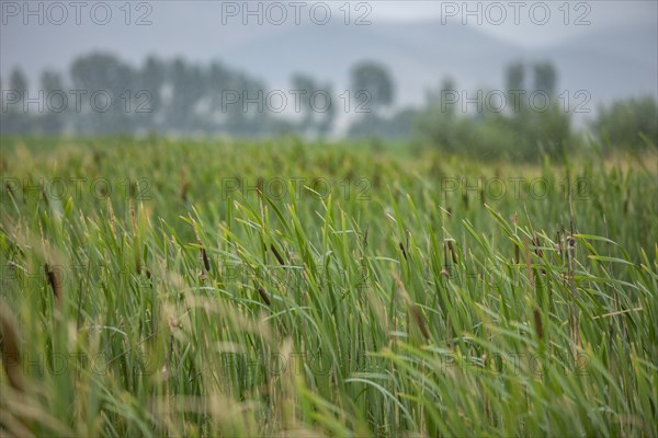 Close-up of cattails growing in marsh