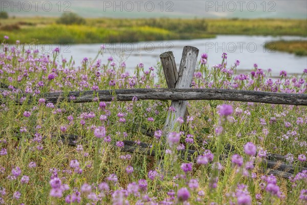 Pink wildflowers and wooden fence along river