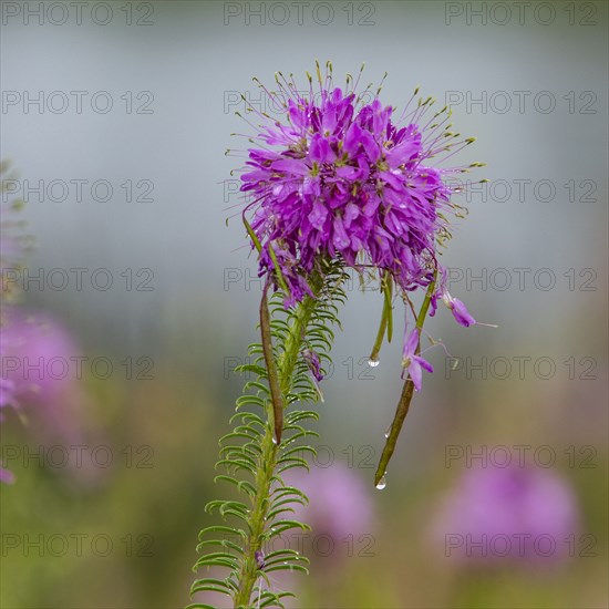 Close-up of pink wildflower on rainy day