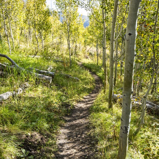 Footpath winding through aspen grove