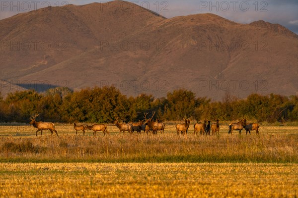 USA Idaho