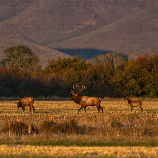 USA Idaho