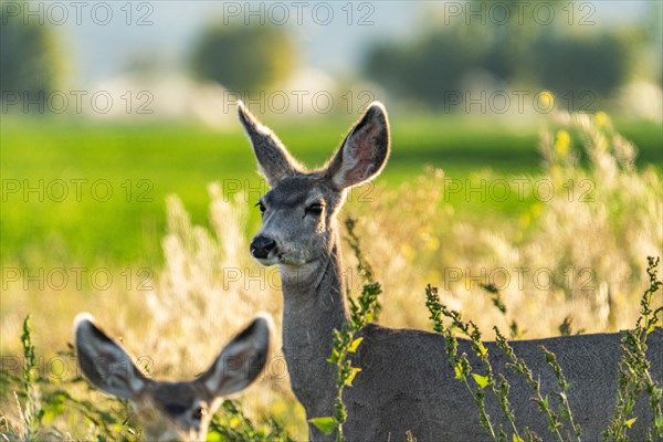 Two does in rural field