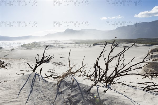 Sandy beach in Walker Bay Nature Reserve