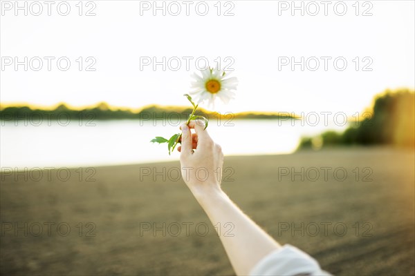 Woman holding chamomile flower on beach at sunset