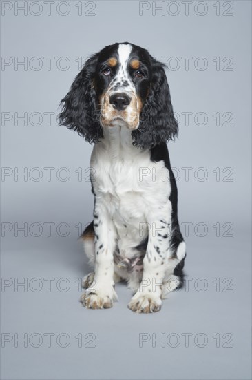 Portrait of English Springer Spaniel against gray background