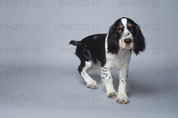 Portrait of English Springer Spaniel against gray background