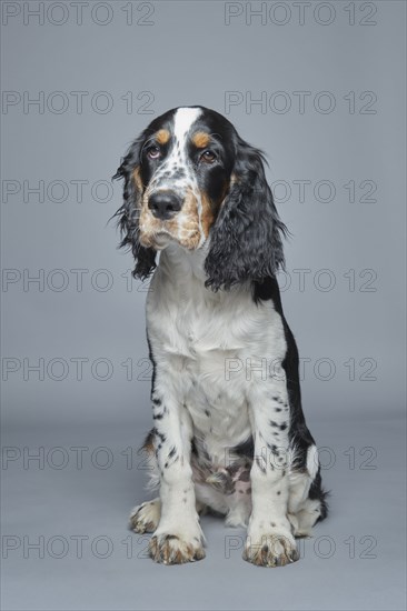 Portrait of English Springer Spaniel against gray background