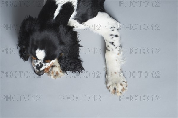 Portrait of English Springer Spaniel against gray background