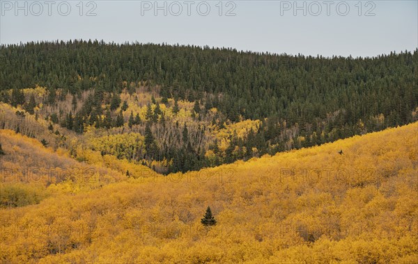 Usa, New Mexico, Santa Fe, Trees in Fall colors in Sangre De Cristo Mountains