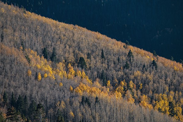 Usa, New Mexico, Santa Fe, Aspen trees in Fall colors in Sangre De Cristo Mountains