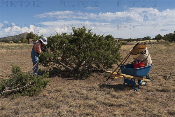 Usa, New Mexico, Sante, Woman trimming juniper tree in desert landscape