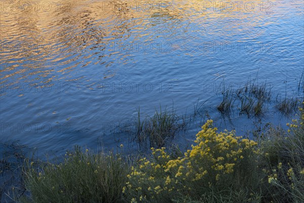 Usa, New Mexico, Abiquiu, Rio Chama, Bushes and grass growing at Chama River