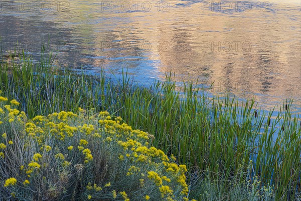 Usa, New Mexico, Abiquiu, Rio Chama, Blooming bushes and grass growing at Chama River