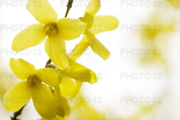 Close-up of Forsythia in bloom