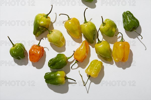 Overhead view of Habanero Peppers on white background