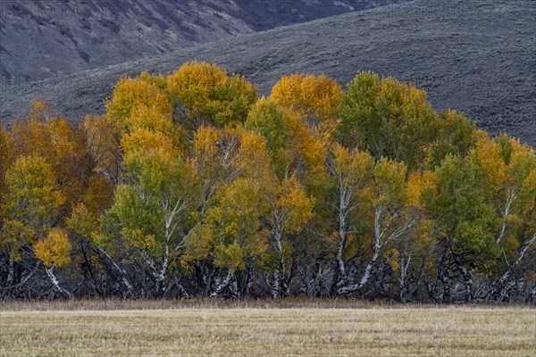 USA, Idaho, Bellevue, Trees and field in Fall season near Sun Valley