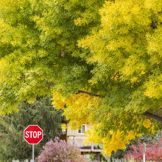 USA, Idaho, Bellevue, Stop sign and trees in Fall near Sun Valley