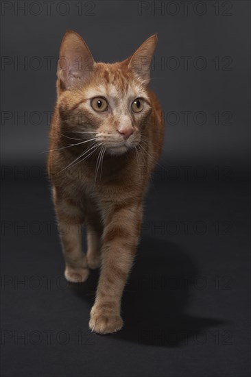 Studio portrait of ginger cat